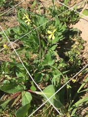Brassicaceae