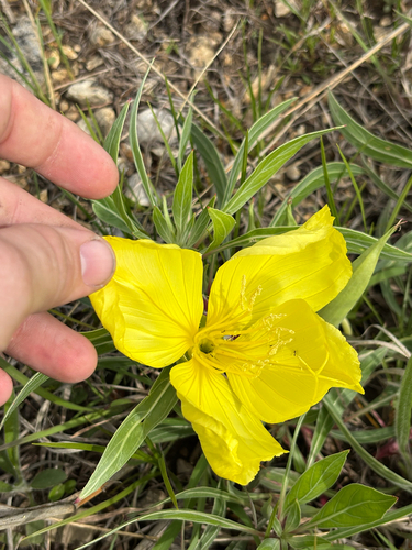 Oenothera macrocarpa