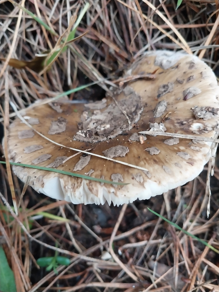 Amanita nothofagi · May 2025 · photo: © kiwialli (iNaturalist, cc-by)
