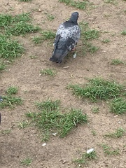 Columba livia domestica