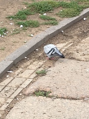 Columba livia domestica
