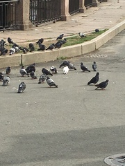 Columba livia domestica