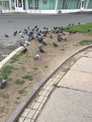 Columba livia domestica