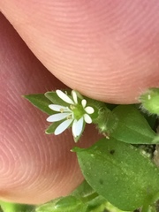 Stellaria media