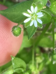 Stellaria media