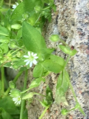 Stellaria media