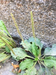 Plantago major
