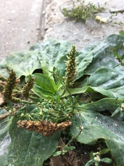 Plantago major