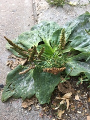 Plantago major