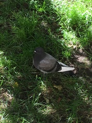 Columba livia domestica