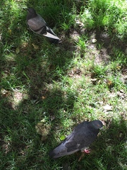 Columba livia domestica