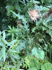Cirsium vulgare