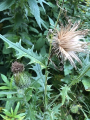 Cirsium vulgare