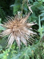 Cirsium vulgare