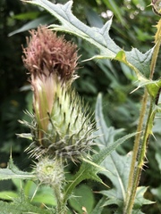 Cirsium vulgare