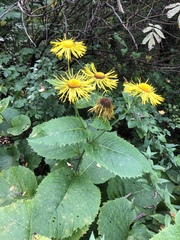 Telekia speciosa