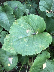 Telekia speciosa