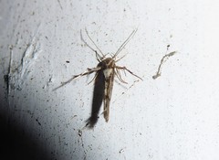 Stathmopoda plumbiflua