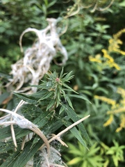 Chamaenerion angustifolium