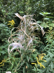 Chamaenerion angustifolium
