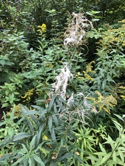 Chamaenerion angustifolium