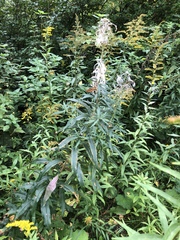 Chamaenerion angustifolium
