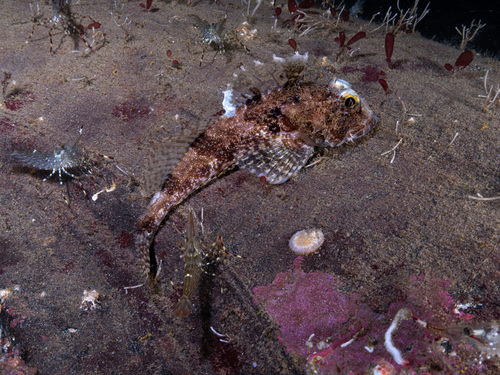 Fringed sculpin (Icelinus fimbriatus) — Cottidae