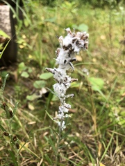 Omalotheca sylvatica