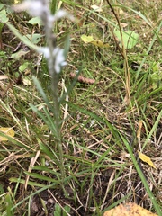 Omalotheca sylvatica