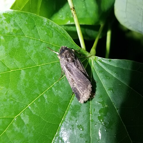 Subterranean Dart photo 3