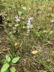 Omalotheca sylvatica
