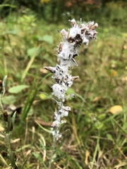 Omalotheca sylvatica