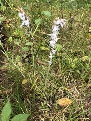 Omalotheca sylvatica
