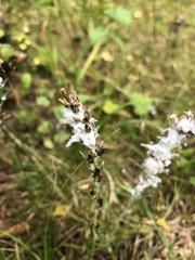 Omalotheca sylvatica