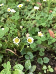 Erigeron strigosus septentrionalis