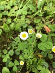 Erigeron strigosus septentrionalis