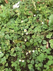 Erigeron strigosus septentrionalis