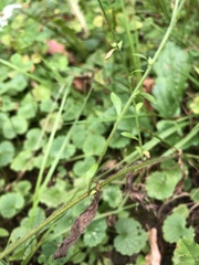 Erigeron strigosus septentrionalis