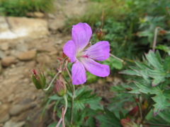 Geranium yesoense nipponicum