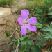 Geranium yesoense nipponicum - Photo (c) belvedere04, some rights reserved (CC BY), uploaded by belvedere04