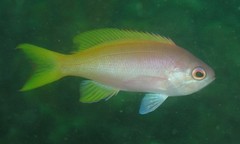 Pseudanthias pictilis