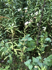 Erigeron annuus