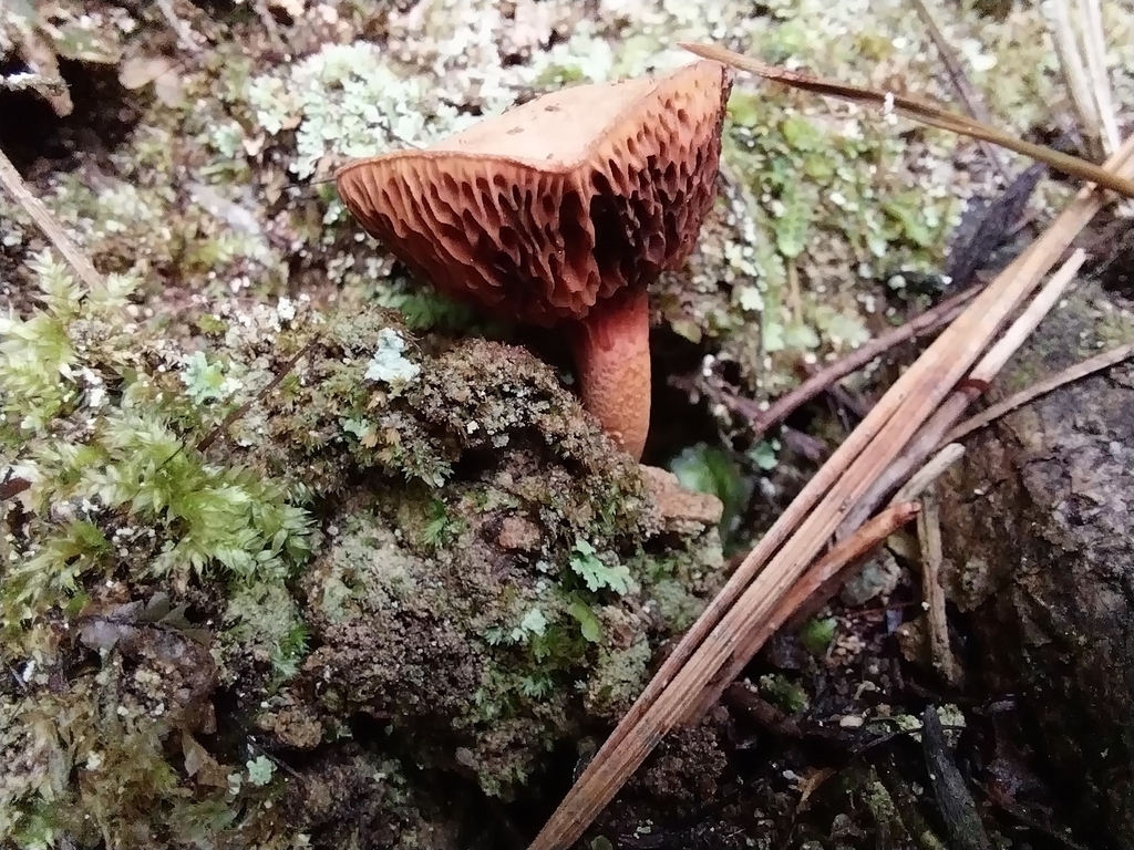 Chalciporus piperatus · May 2025 · photo: © kiwialli (iNaturalist, cc-by)