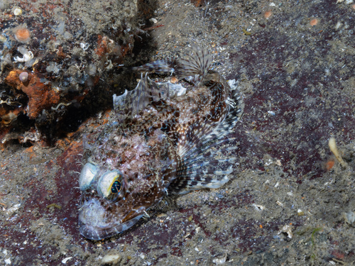 Franje-donderpad (Icelinus fimbriatus) — Cottidae — 2
