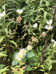 Erigeron annuus