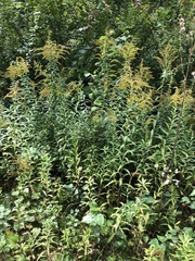 Solidago canadensis