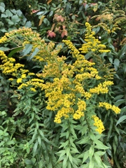 Solidago canadensis