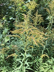 Solidago canadensis