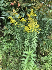 Solidago canadensis