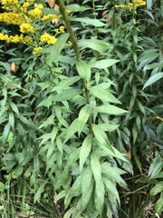 Solidago canadensis